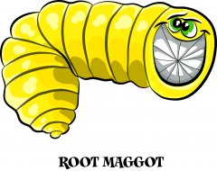 root maggot.jpg